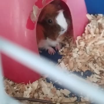 Cute Nesquik 🐹🧡💛💚