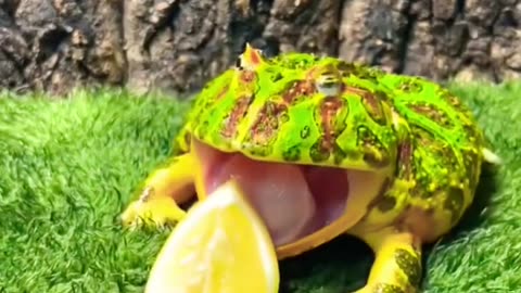 Frog funniest video ever