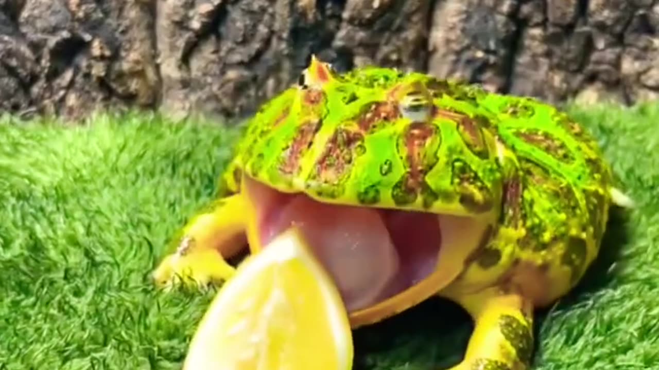 Frog funniest video ever