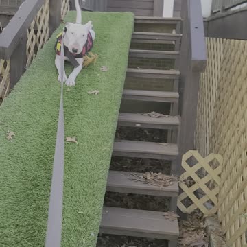 Cash being his silly Bull Terrier self