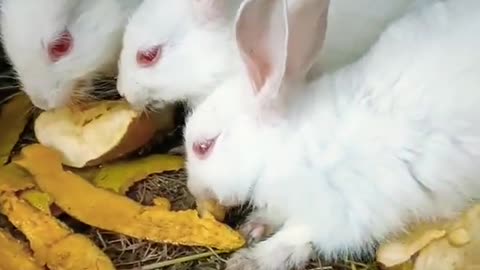 So beautiful Rebbit family Eating video