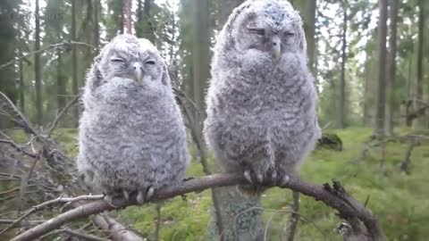 Funny & Cute Owls Funny Pets]