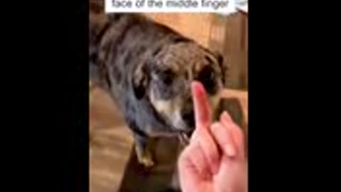 Dog's Reaction In The Face Of The Middle Finger🤣 So Funny