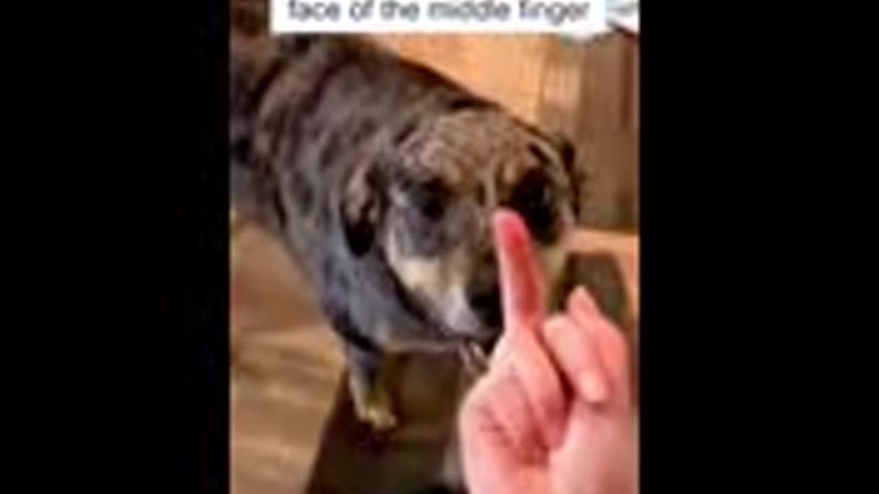 Dog's Reaction In The Face Of The Middle Finger𤣠So Funny