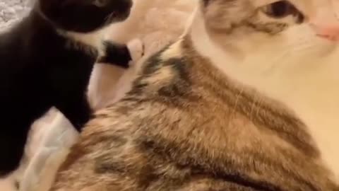 Cute kittens