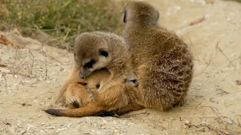 Have you ever seen a Baby Meerkat? See the Cutest Puppy in the World!!!!