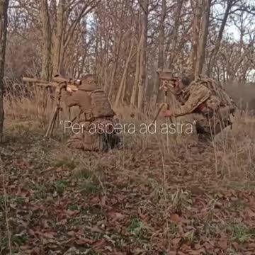 Our Wolfhounds from Siberia. They have been working on the most difficult sectors