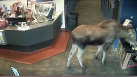 Animal: Moose in movie theater
