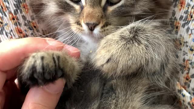 Cutest Kitty ever - Beautiful kitten