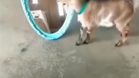 Funny Animal....Goat Mirror reflection