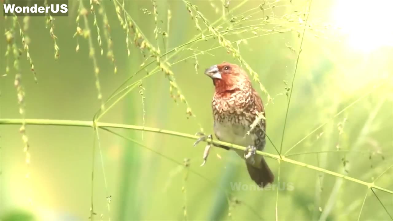 Nature Sounds - Birds Singing Without Music,Bird Sounds Relaxation, Soothing Nature Sounds