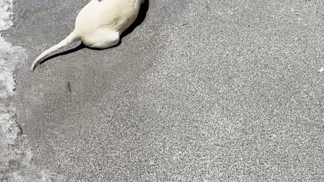 Lucy the Yellow Lab Puppy's First Trip to the Beach