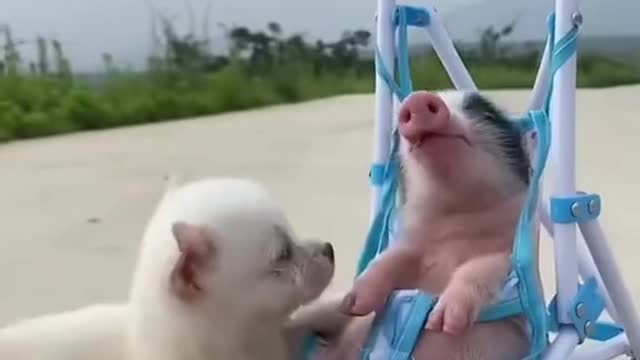 Puppy Takes His Piglet Friend for a Ride in His Stroller