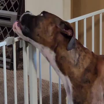 Dog Is A Smooth Criminal 🐾