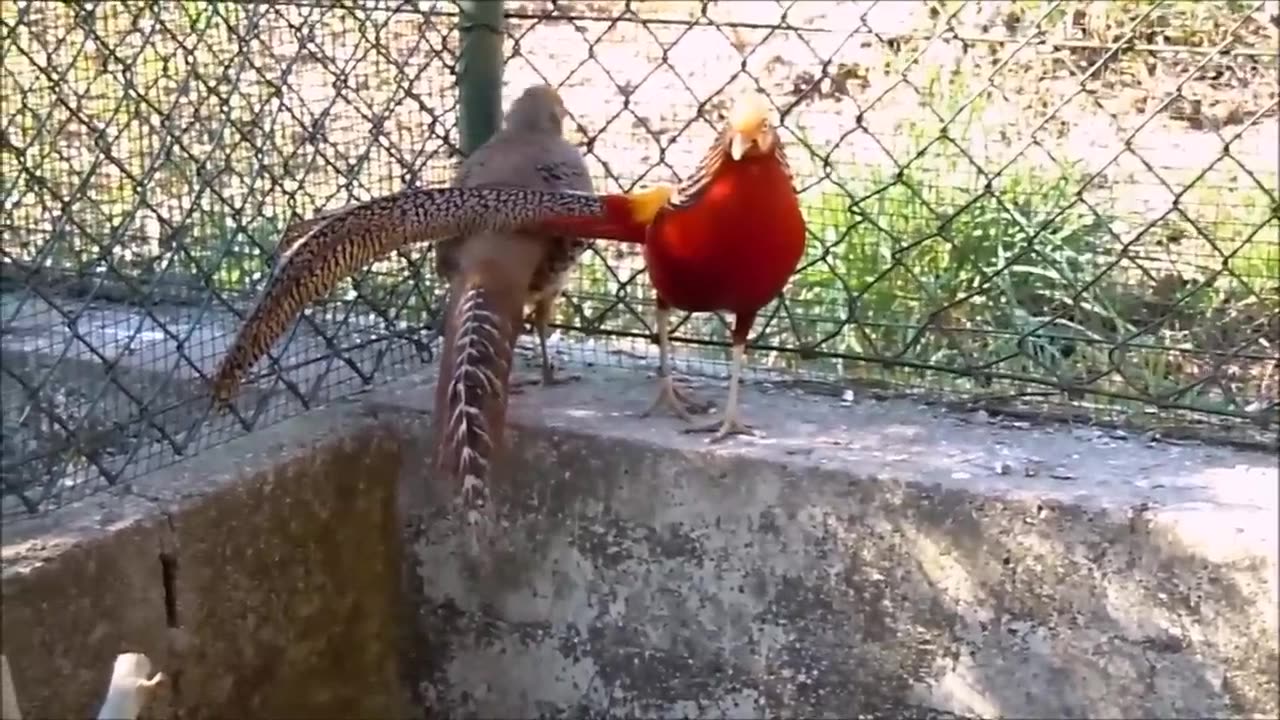 Beautiful Golden Pheasants and Wading Birds