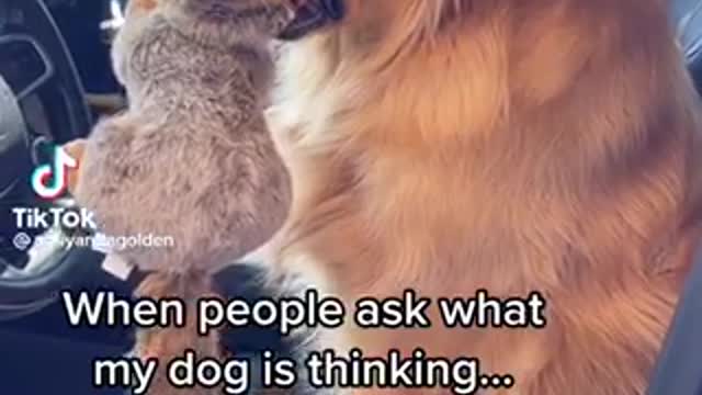Dogs fashion