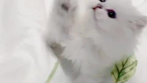Cute Cat Playing Mood