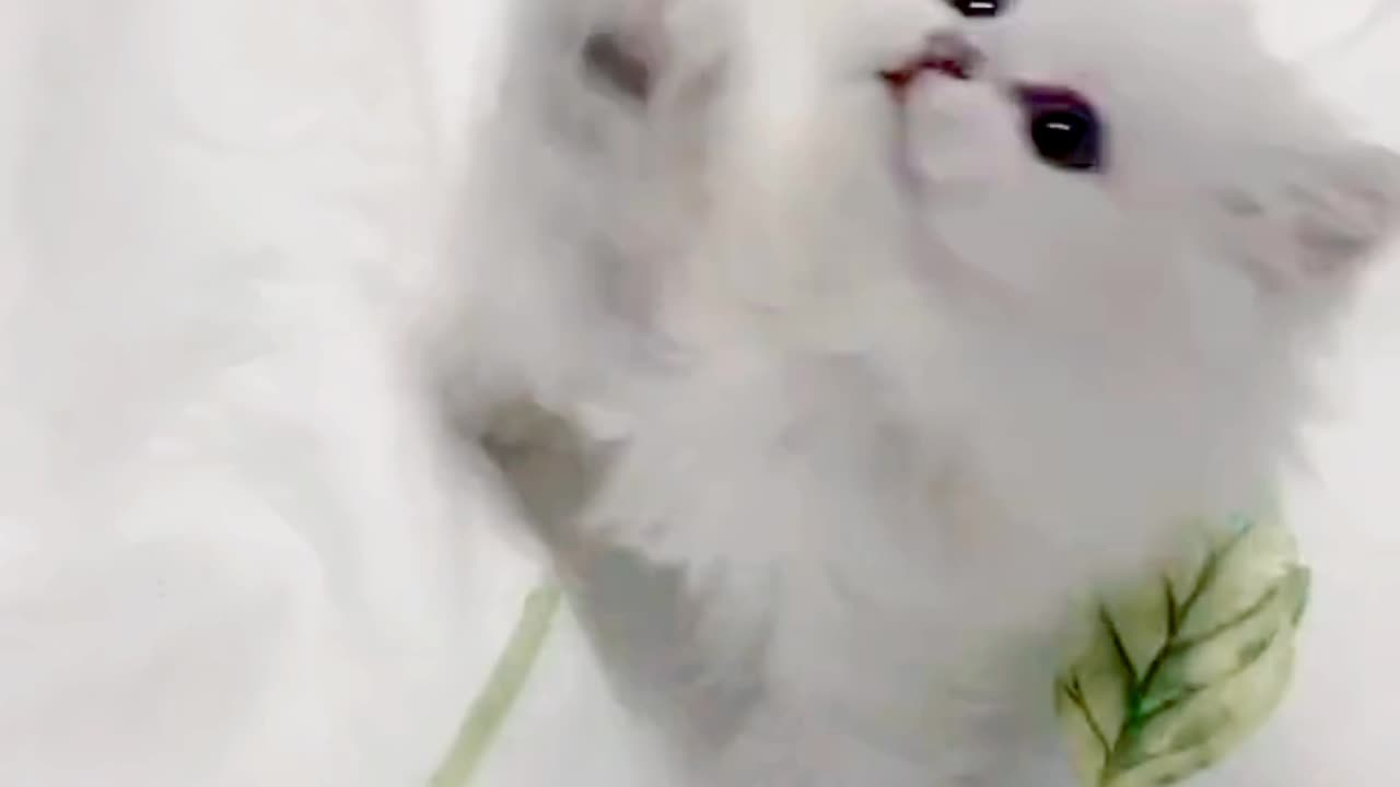 Cute Cat Playing Mood