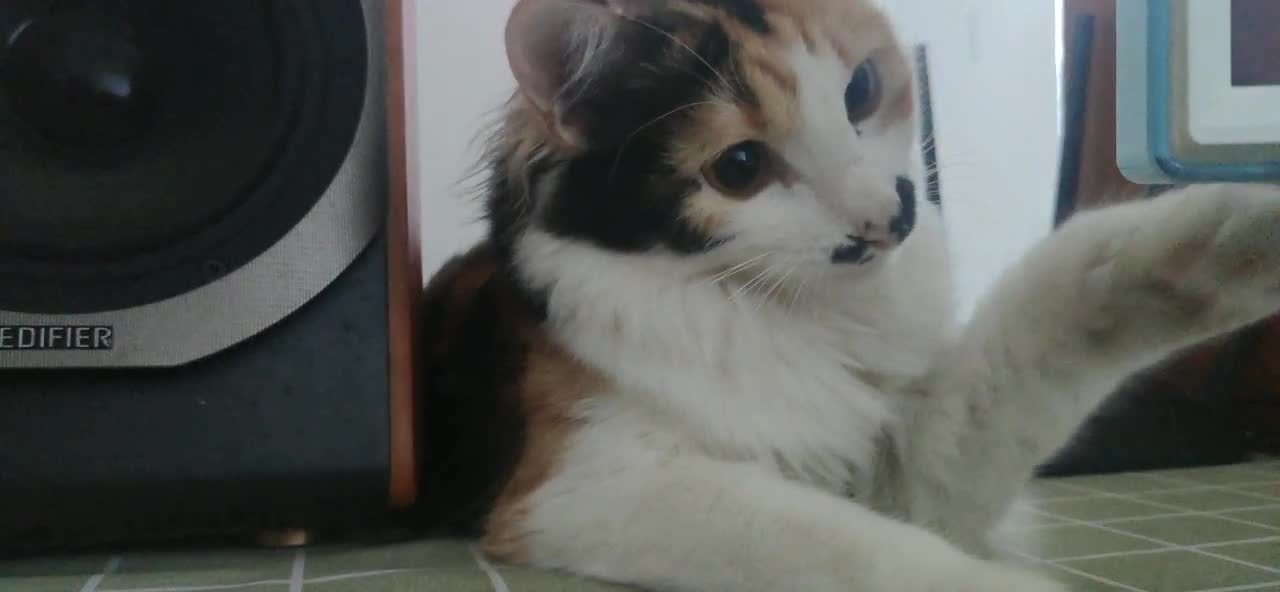 my mini cat