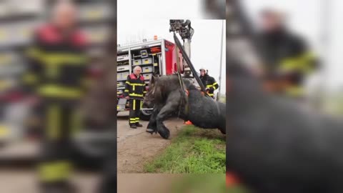 Amazing animal rescue 🛟🛟🛟🛟🛟