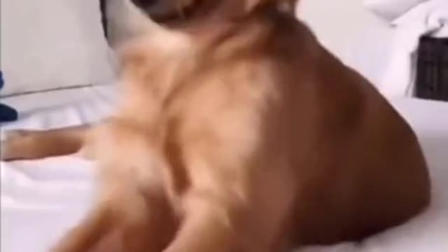 titanic dance of funny dog