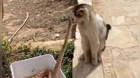 Cat and Snake Fighting... ||