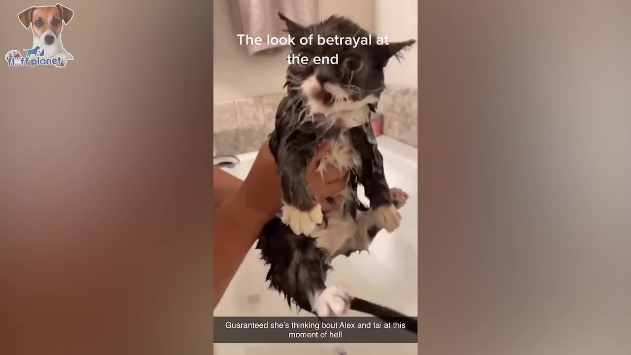 #Cute #Pets #Compilation