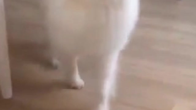I Bet you would miss this chance if you didn't watch this |Dog which never Stops Complaining #shorts