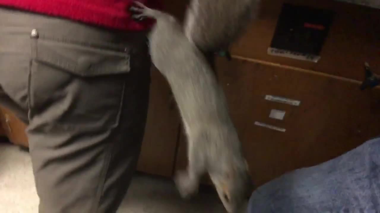 Rogue squirrel causes indoor mayhem