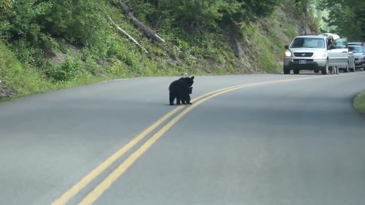 Bear Cubs Play in the Road - Too Cute