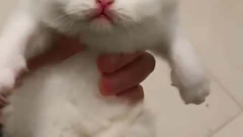 Cute baby kitten