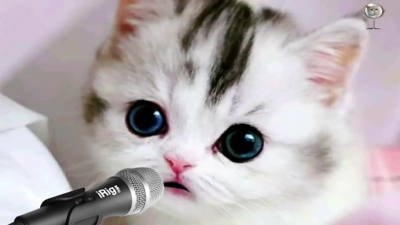 Cat singing