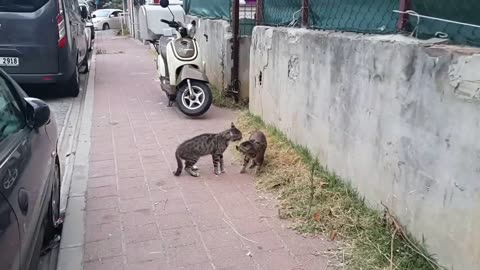 Cats Meowing Loudly | Make your cat or dog Go Crazy