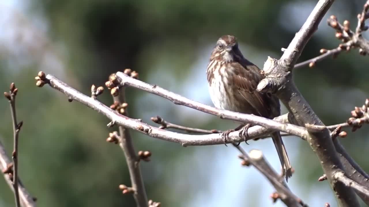 Song Sparrow Sounds