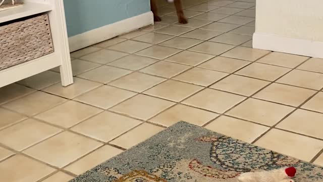 Kelton the Golden Cocker Retriever