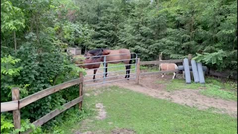 Sven scratching Mel, Mini Molly scratching her butt on the fence