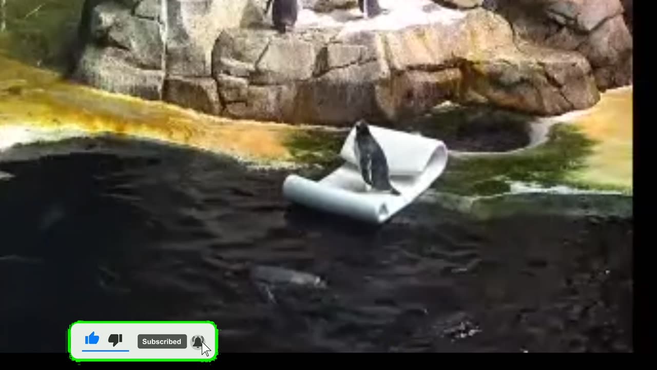 Lazy Penguin!!! #penguin #lazy #boat