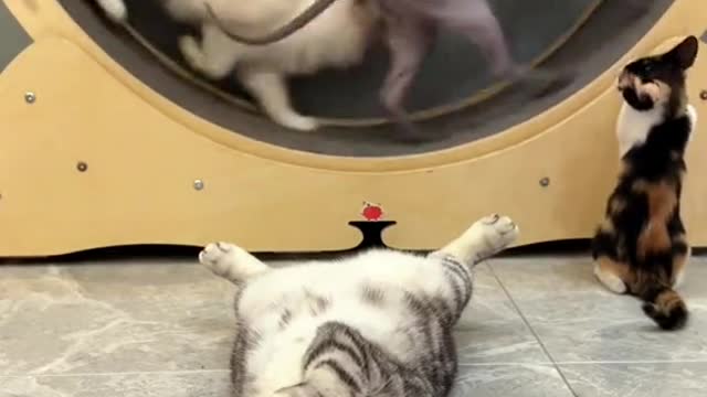 275_Two are running, one is doing yoga.🥰 #cat #catsoftiktok #
