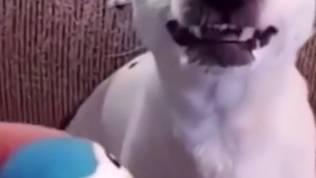 "Funny Dog Videos: Guaranteed to Make You Laugh - Watch Now!"