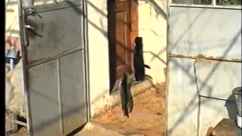 Cats Attempt to Open Door By Jumping On Knob But Get Chased By Man