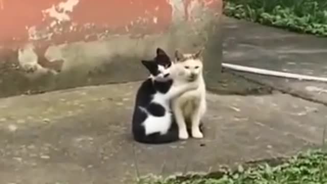 Cat supar viral video