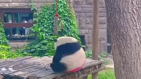 Panda🐼 Funny panda #panda #panda🐼 #cute #pandas #funny #funnyvideos