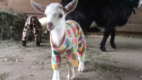 Goat Kid Pajama Party