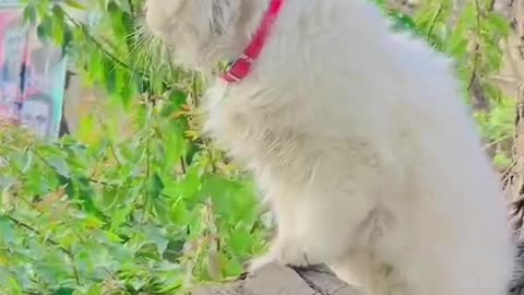 Cute and funny cat video.