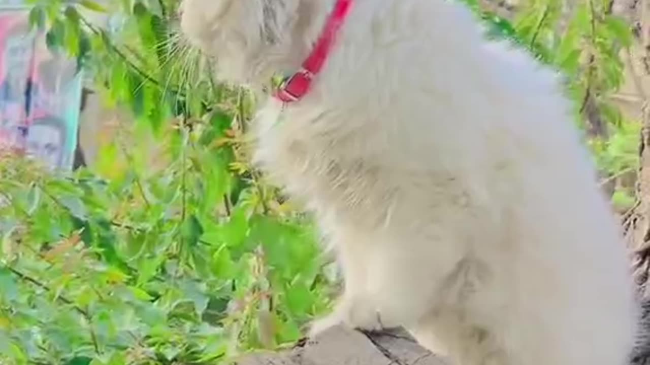 Cute and funny cat video.