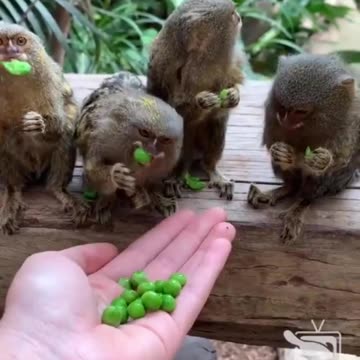"Tiny Delights: Pygmy Marmosets Indulge in Pea-mazing Snacks!"