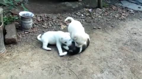 Cute puppies playing, funny puppies videos