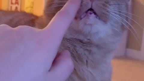 🎸🎸🎸 #catsthemusical #guitarhero #catsoftiktok