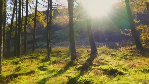 The Woodland Folk - Ella Roberts-11