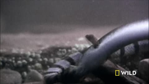 Underwater killer || world deadliest